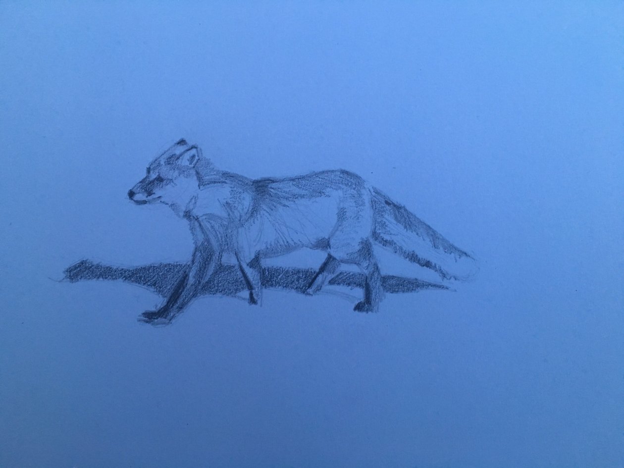 Fuchs, 2018 von Barbara Hoogeweegen