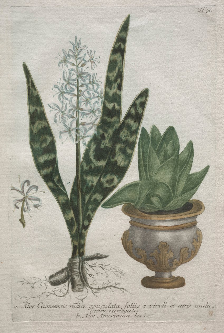 Aloen von Bartholomaus Seutter