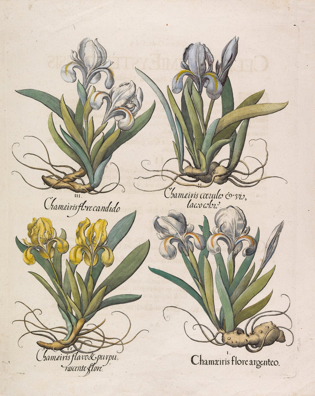 Chamaeiris flore, 1613 von Basilius Besler