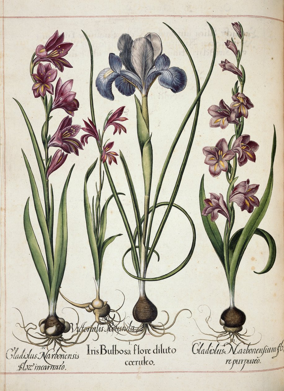 Gladiolus und Iris, aus 