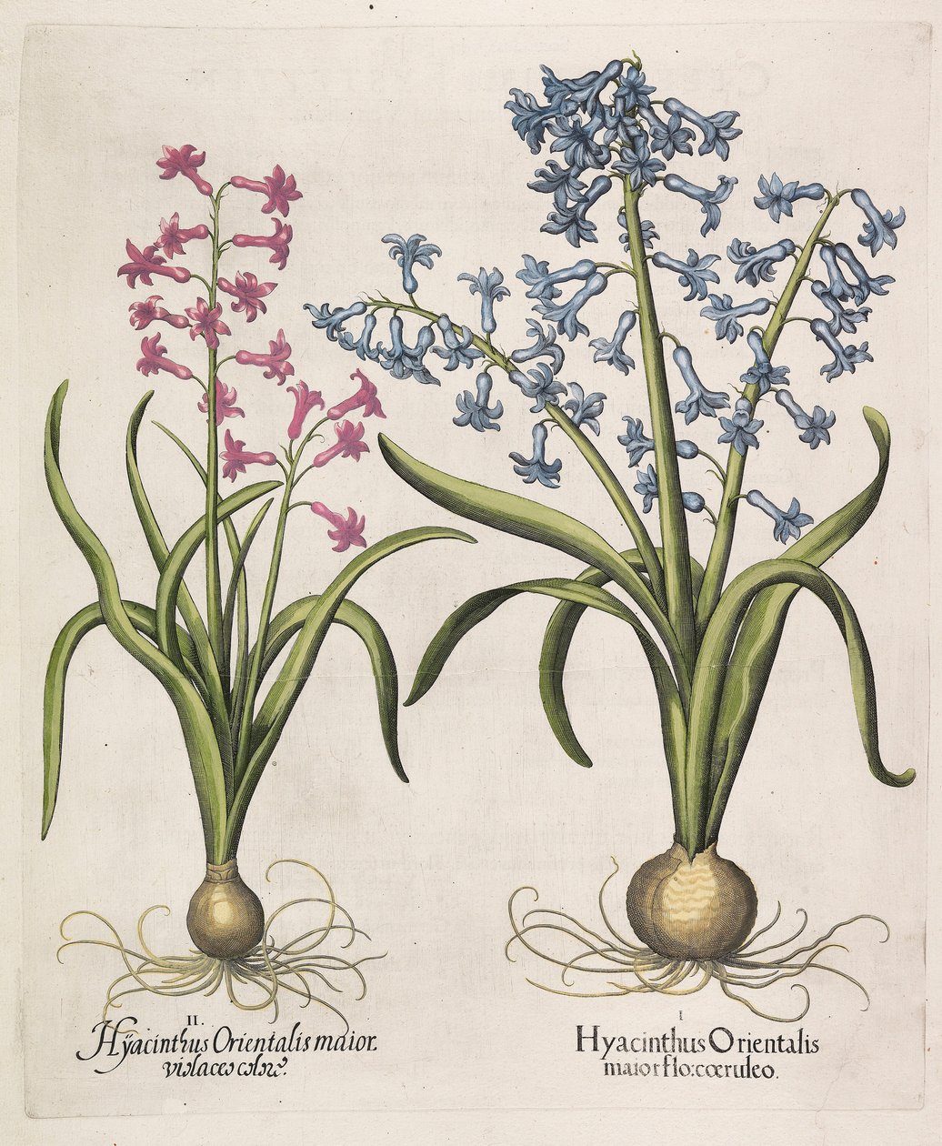 Hyacinthus orientalis, 1613 von Basilius Besler