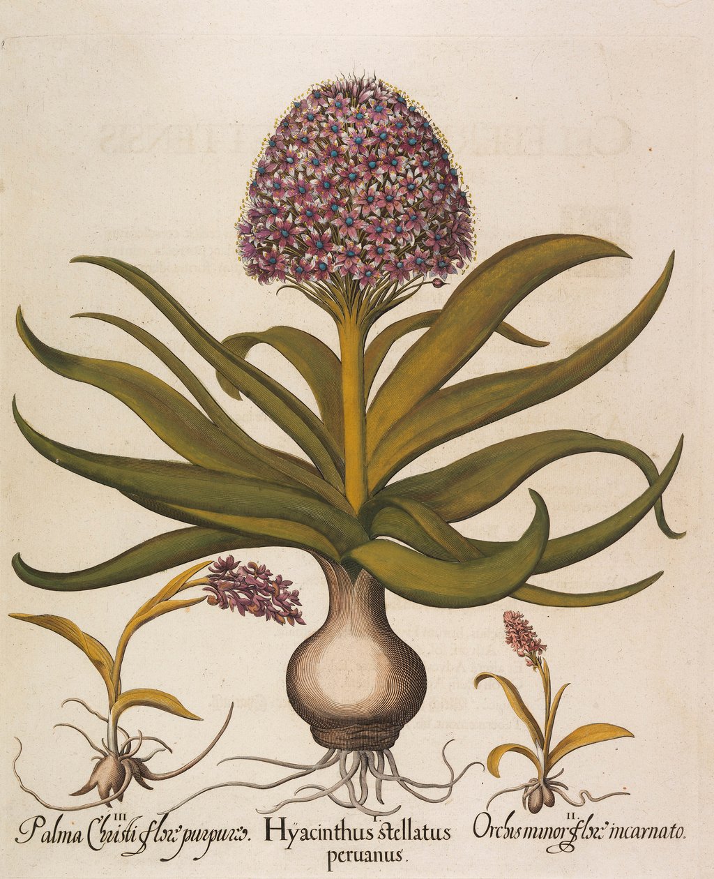 Hyacinthus stellatus, 1613 von Basilius Besler