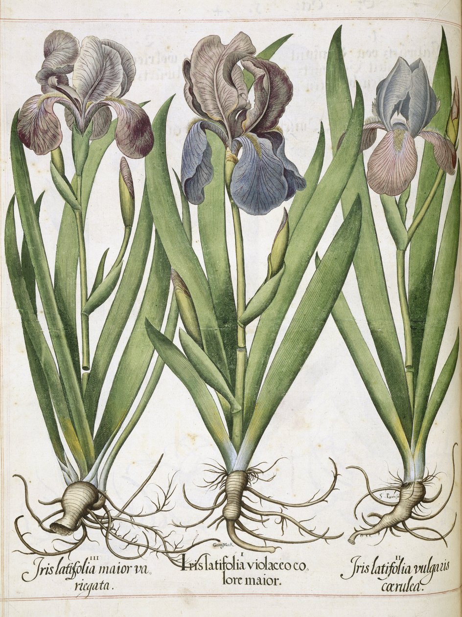 Iris, aus 