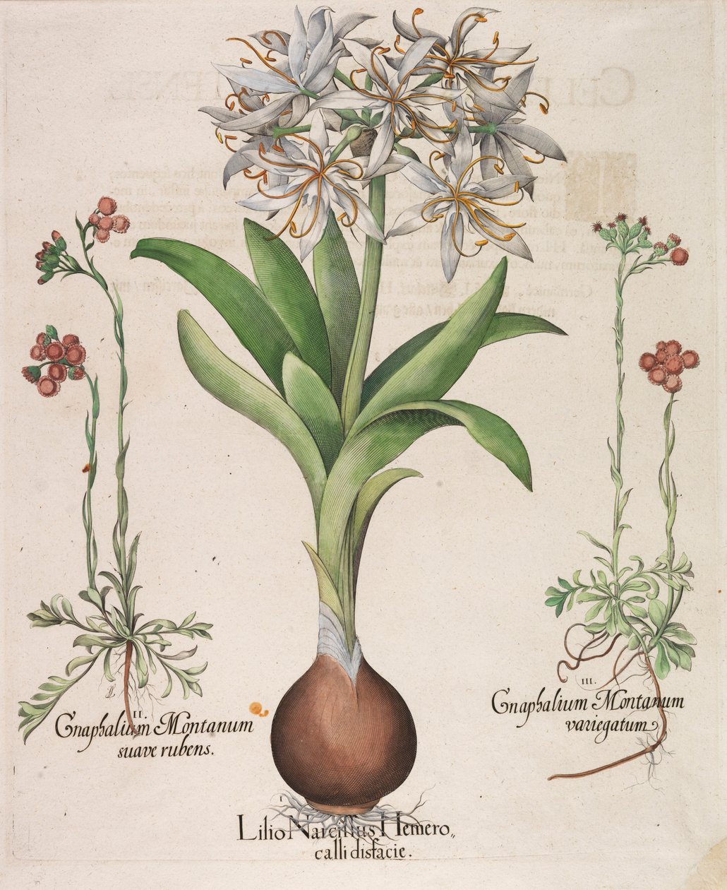 Lilio Narcissus Hemerocalli, 1613 von Basilius Besler