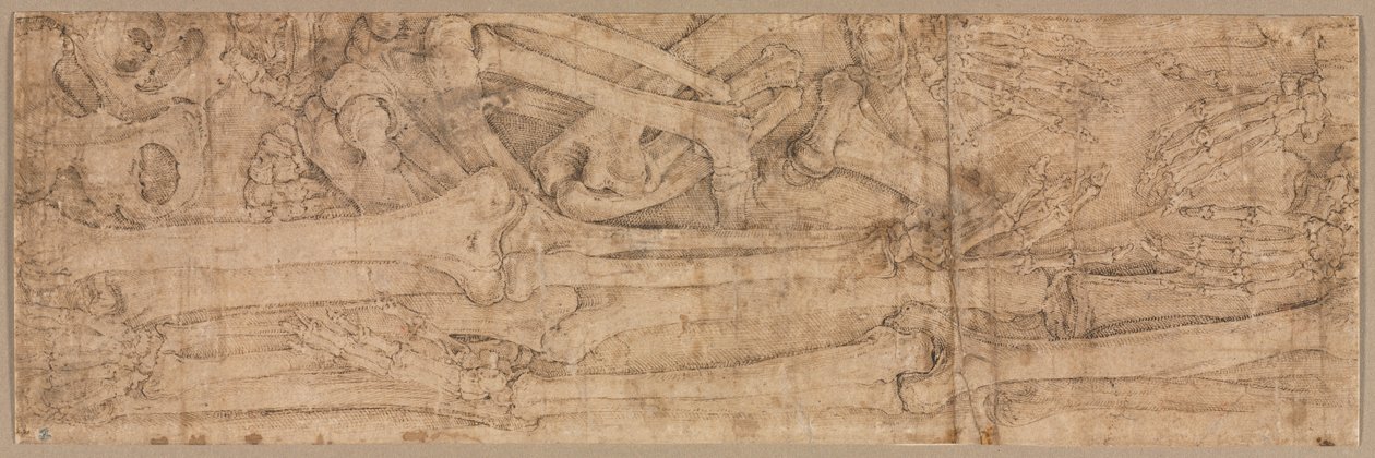 Armknochen von Battista Franco