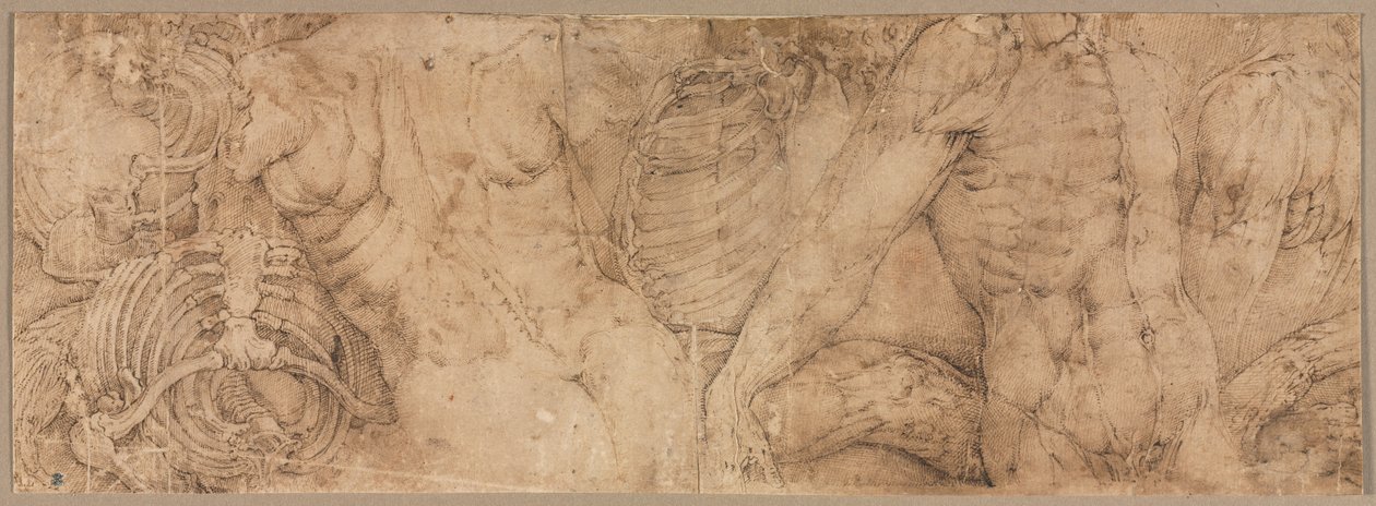 Torsos mit Rippenkäfigen von Battista Franco