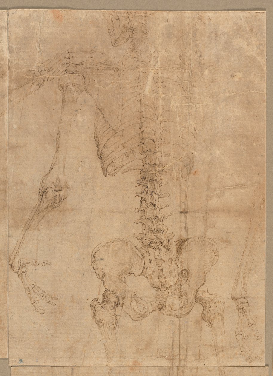 Obere Hälfte des Skeletts von hinten von Battista Franco