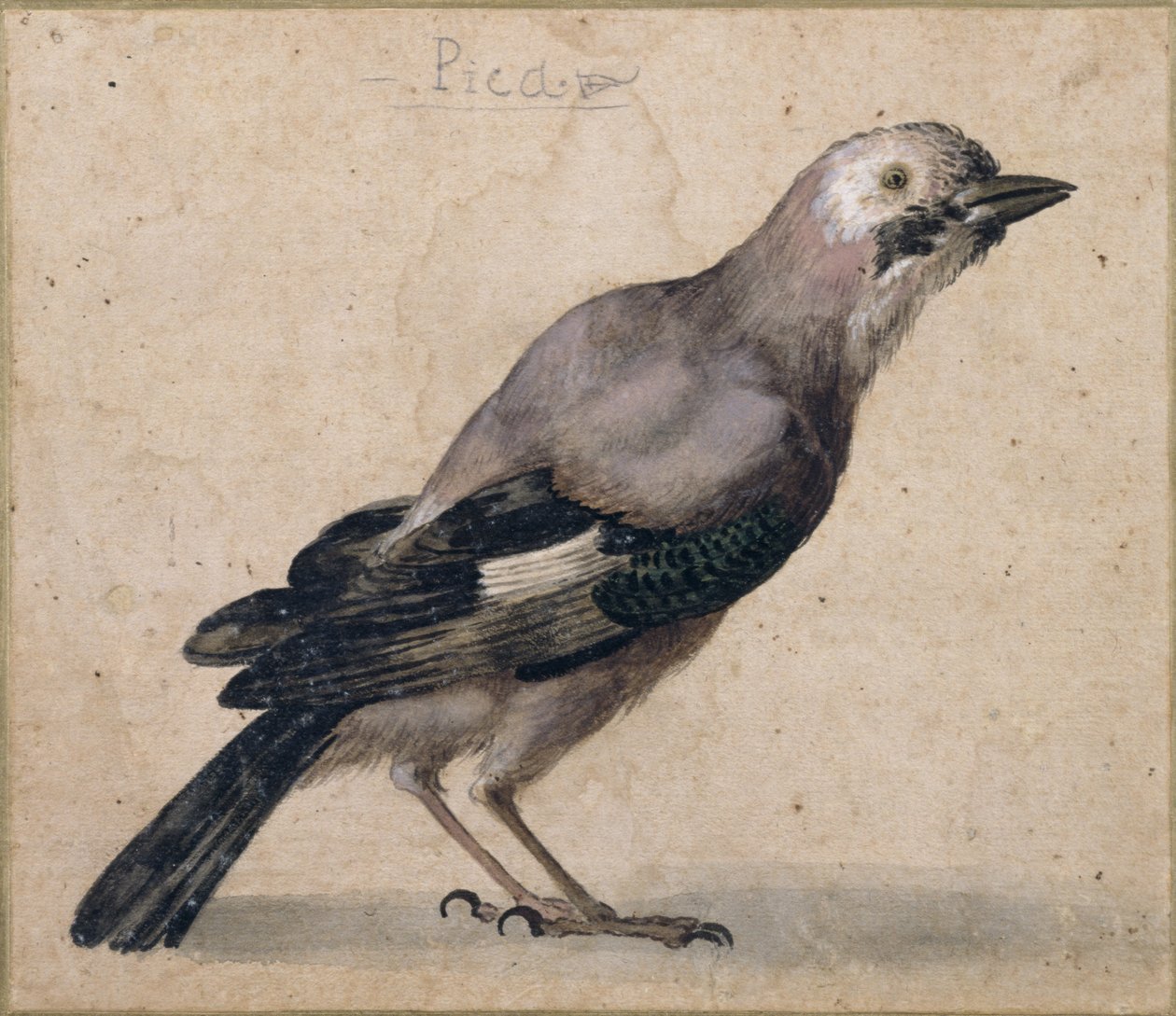 Ein Eichelhäher von Benedetto Luti