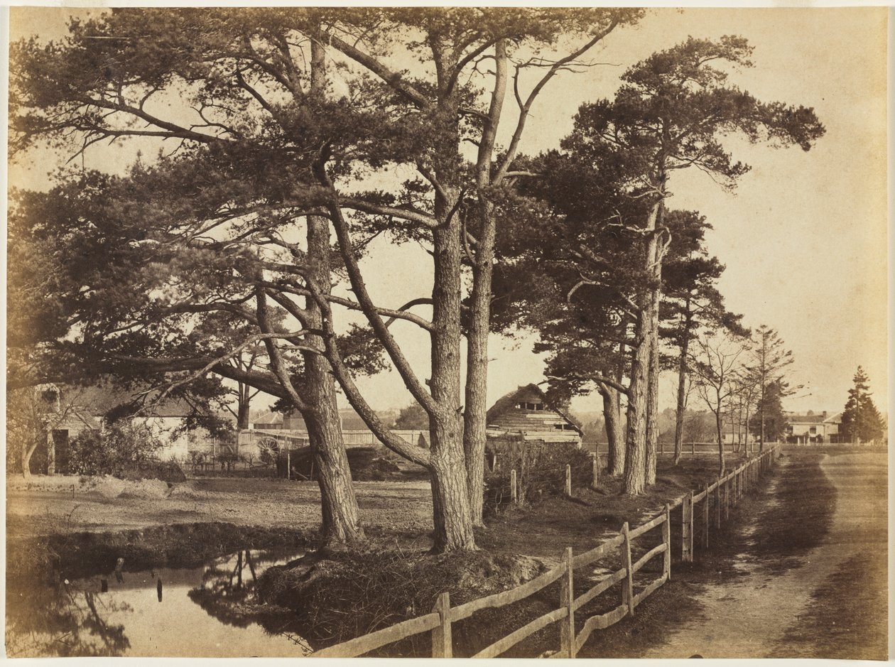 Schottische Tannen, Hawkhurst von Benjamin Brecknell Turner