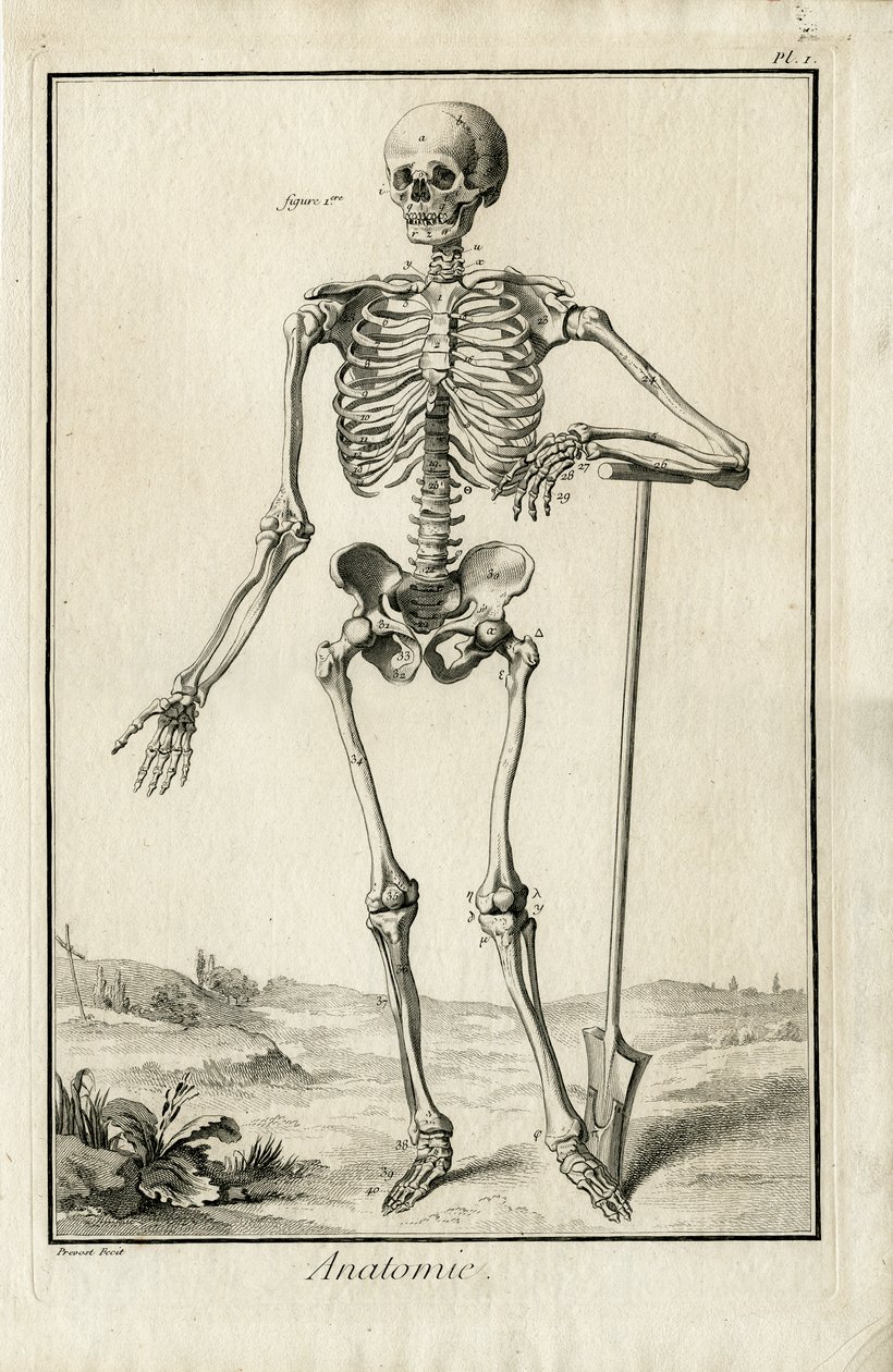 Anatomie - anatomische Studie eines Skeletts von Benoit Louis Prevost