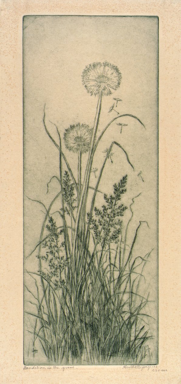 Löwenzahn im Gras von Bertha E. Jaques