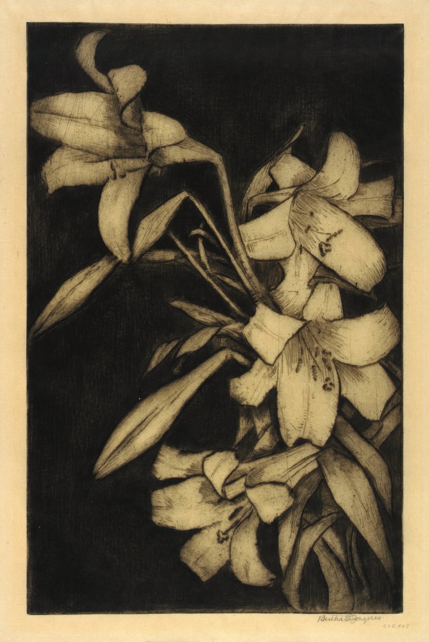 Oster- oder Madonnenlilien von Bertha E. Jaques