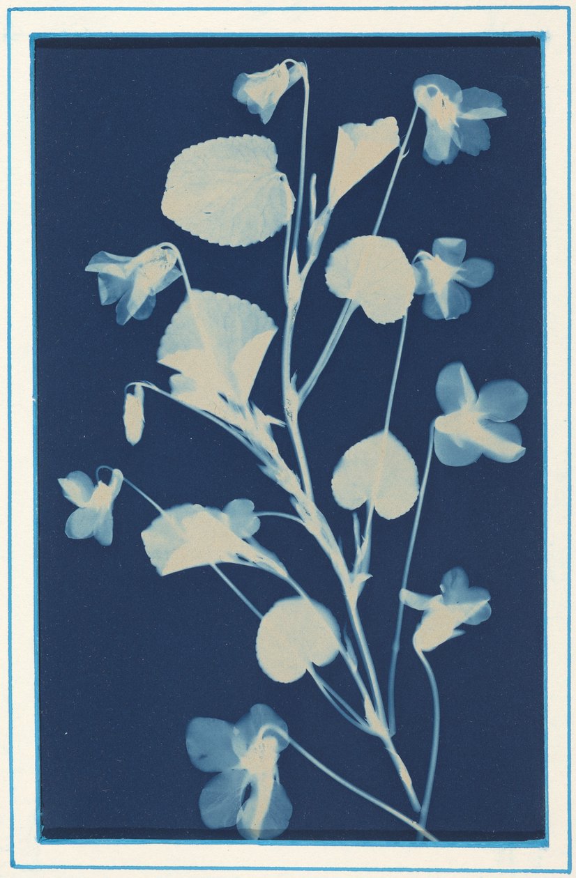 Ohne Titel, ca. 1900 von Bertha Jaques