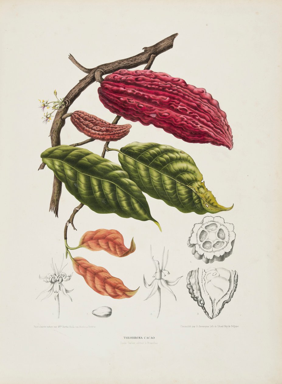 Theobroma, Kakaobaum, ca. 1840-1890 von Berthe Hoola van Nooten