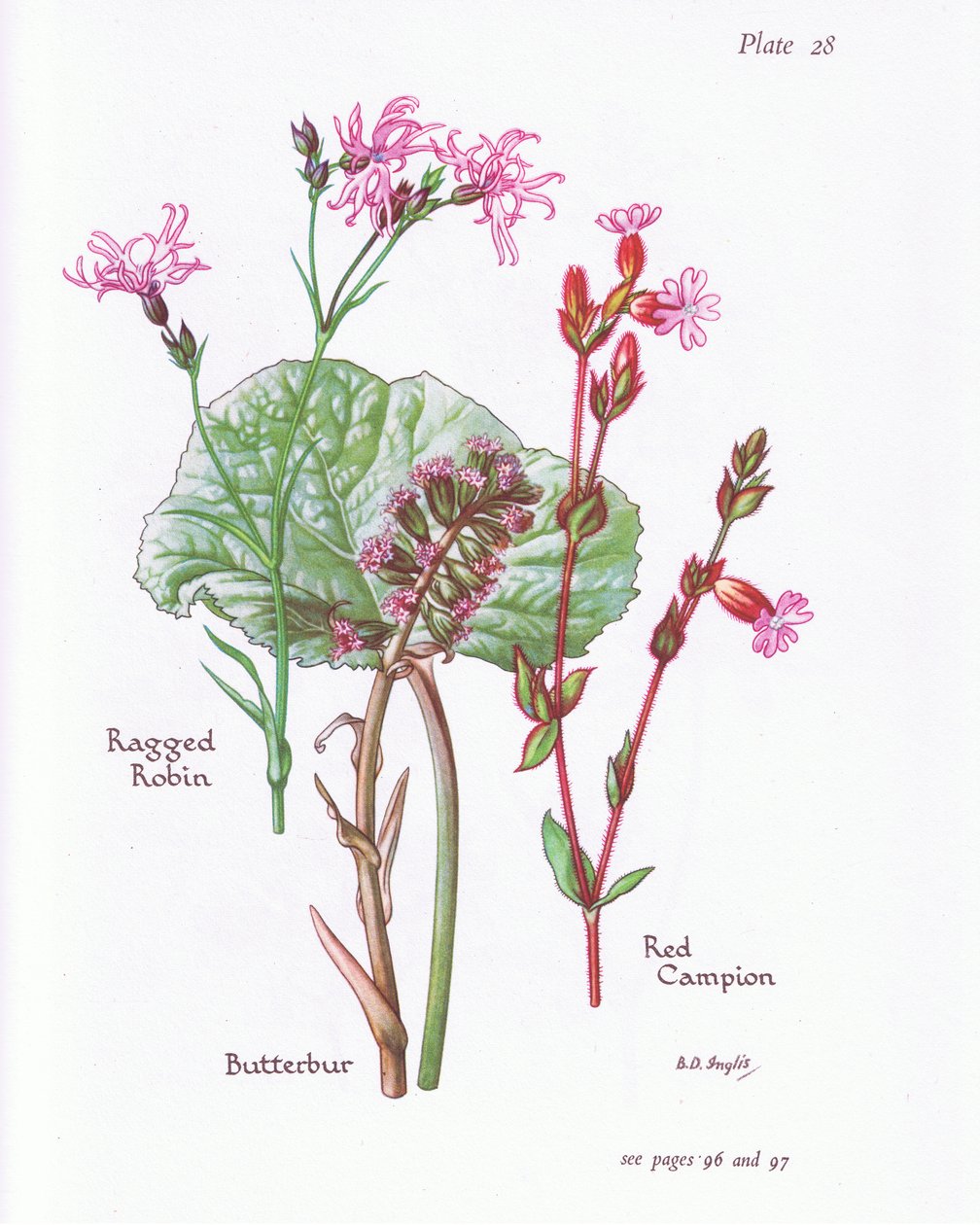 Pestwurz, Kuckuckslichtnelke, Rote Lichtnelke von Bessie D. Inglis