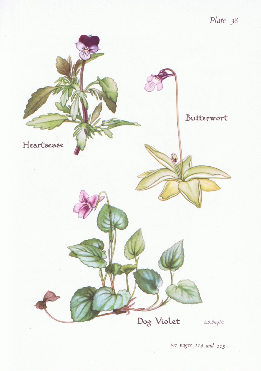 Stiefmütterchen, Hundsveilchen, Fettkraut von Bessie D. Inglis