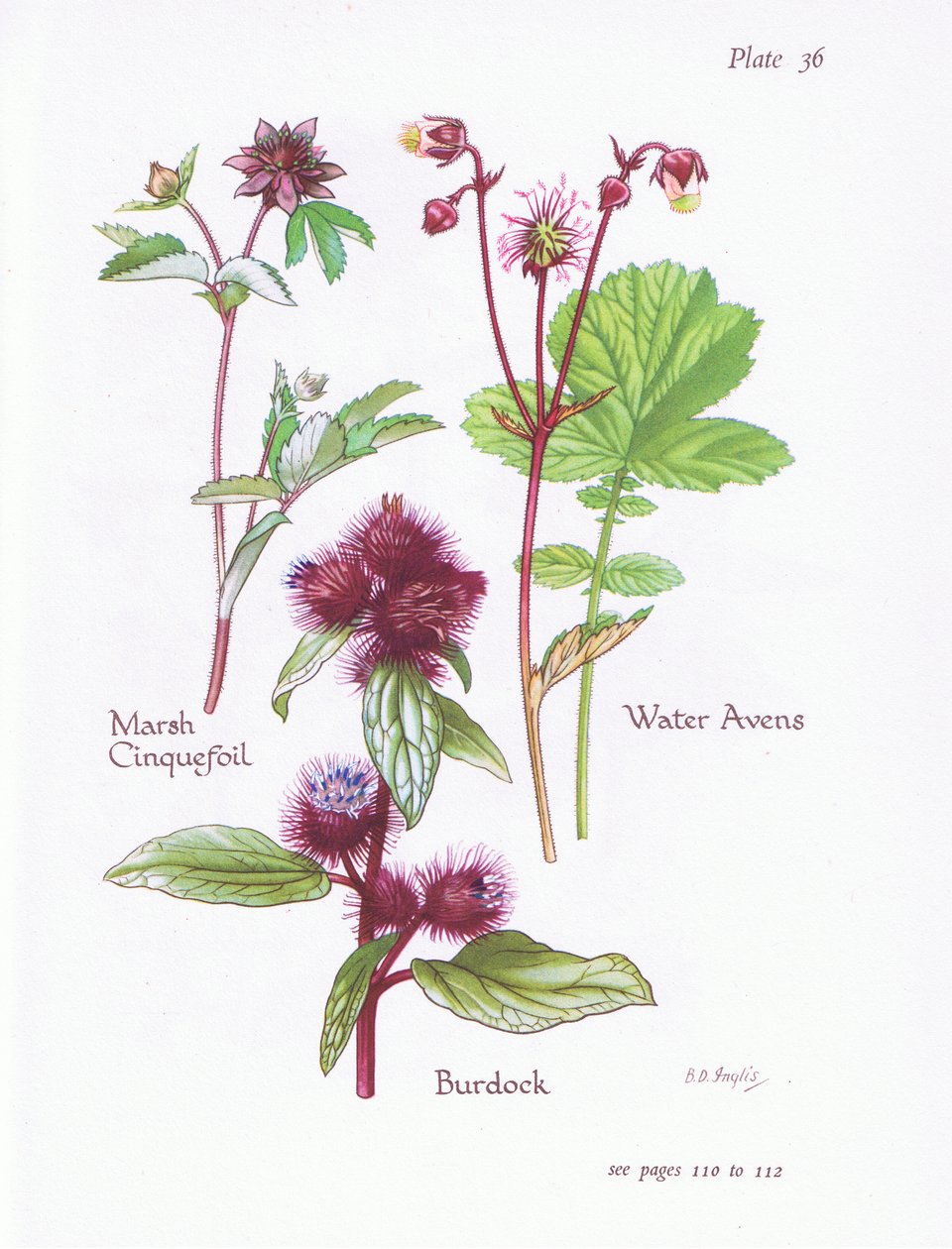 Sumpf-Fingerkraut, Klette, Wasser-Avens von Bessie D. Inglis