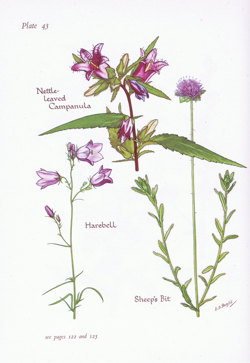 Nesselblättrige Glockenblume, Hasenglöckchen, Schafgarbe von Bessie D. Inglis