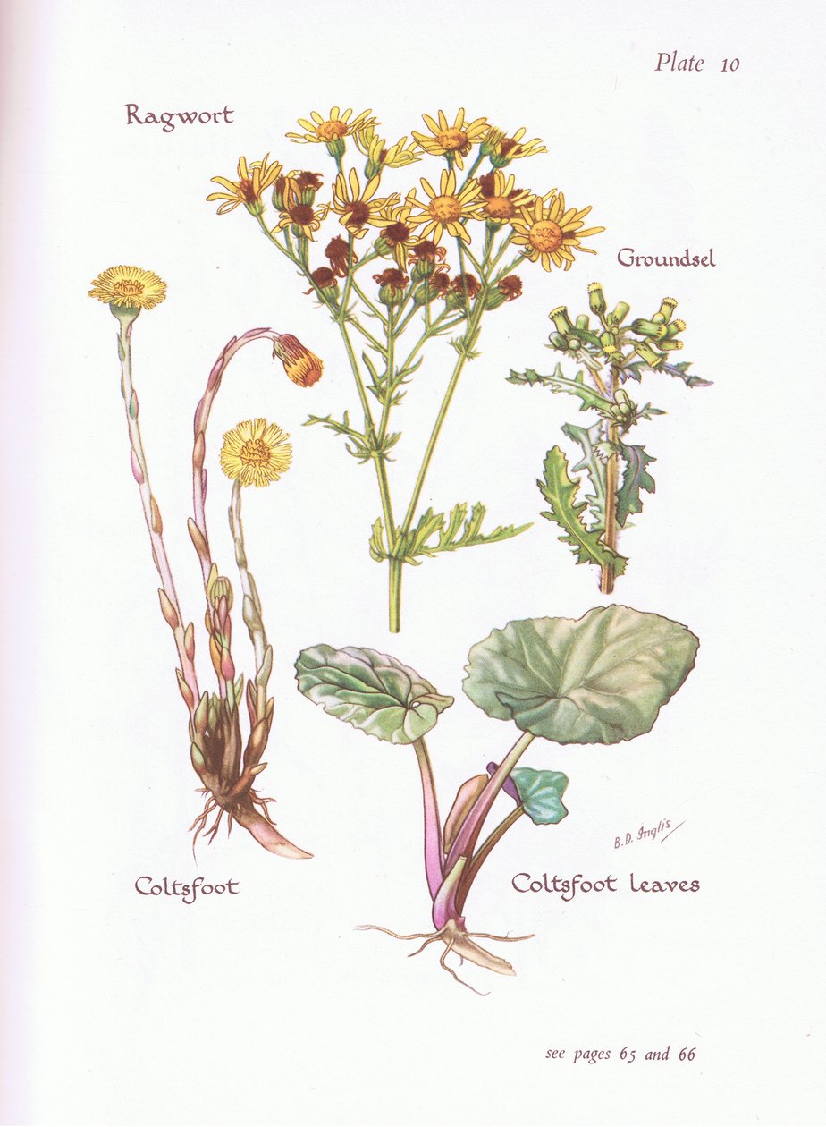 Jakobs-Greiskraut, Kreuzkraut, Huflattich von Bessie D. Inglis