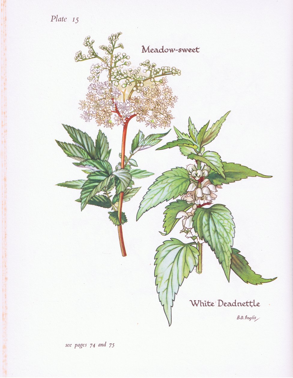 Weiße Taubnessel, Mädesüß von Bessie D. Inglis