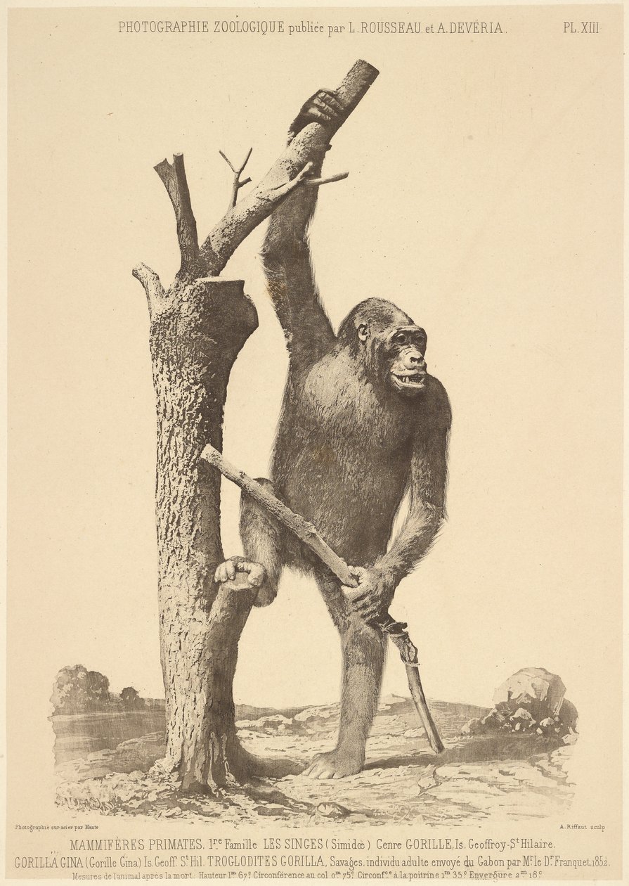 Gorilla von Bisson Frères