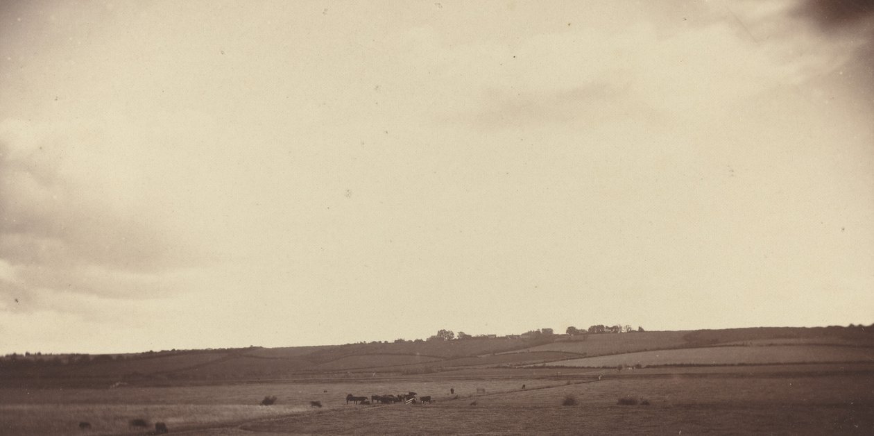 Ansicht von Feldern mit Kühen von British 19th Century