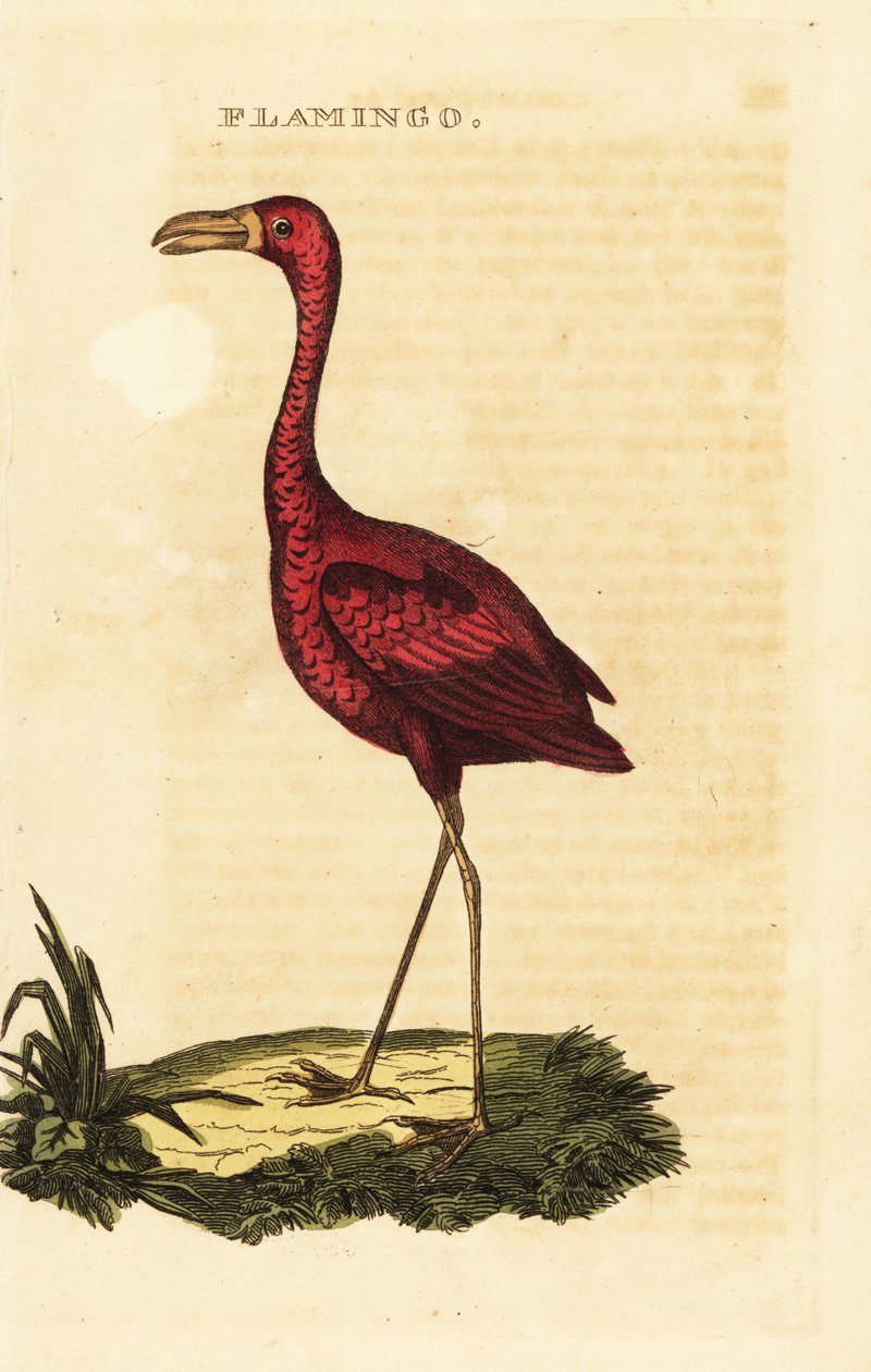 Amerikanischer Flamingo, Phoenicopterus ruber von British School