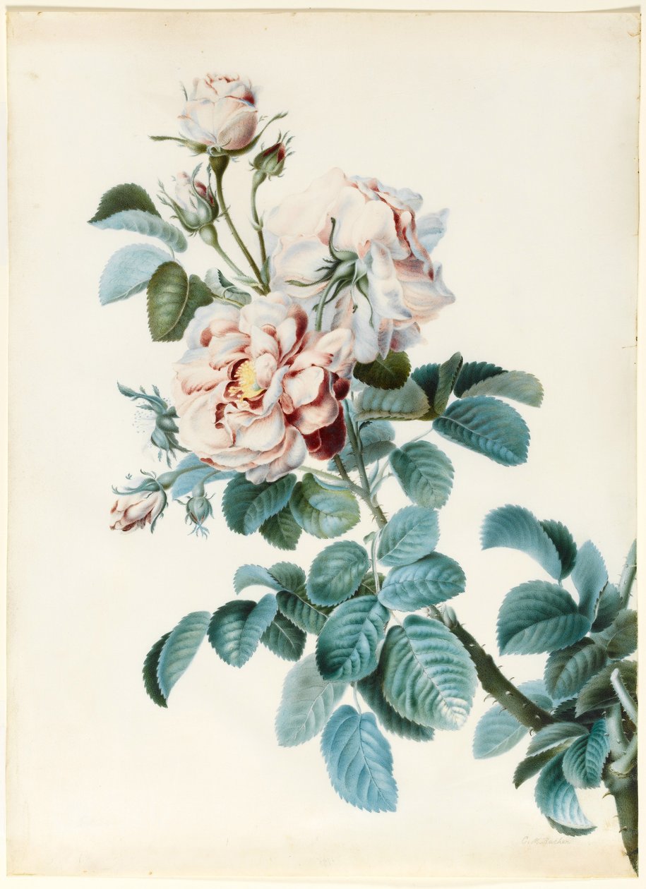 Damastrose von C. M. Bucher