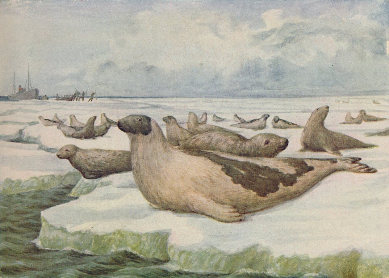Robbenjagd, Neufundland von C.G Lowther