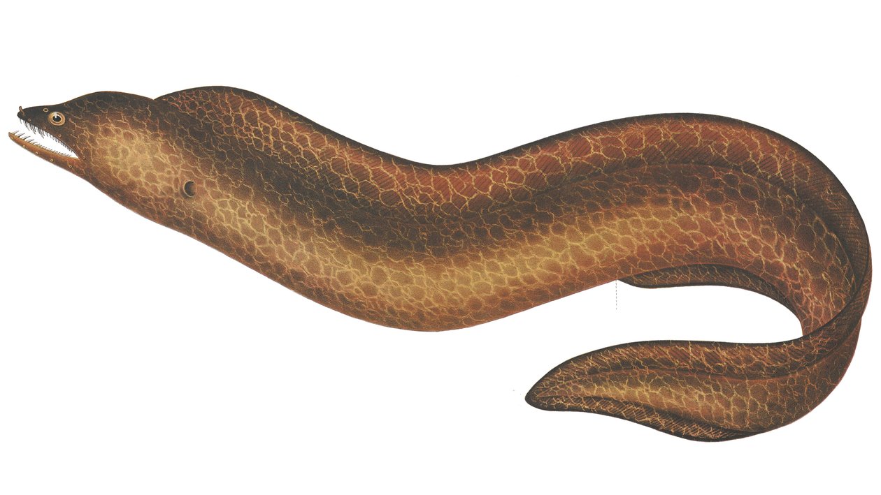 Muraena pseudothyrsoidea von C.W. Mieling