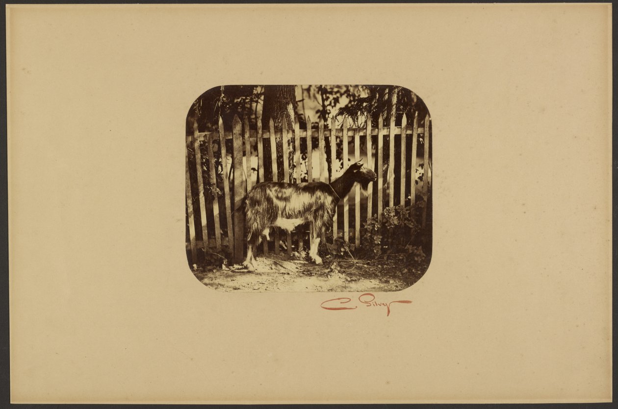 Ziege von Camille Silvy