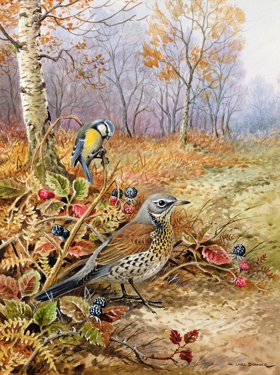 Wacholderdrossel und Blaumeise von Carl Donner