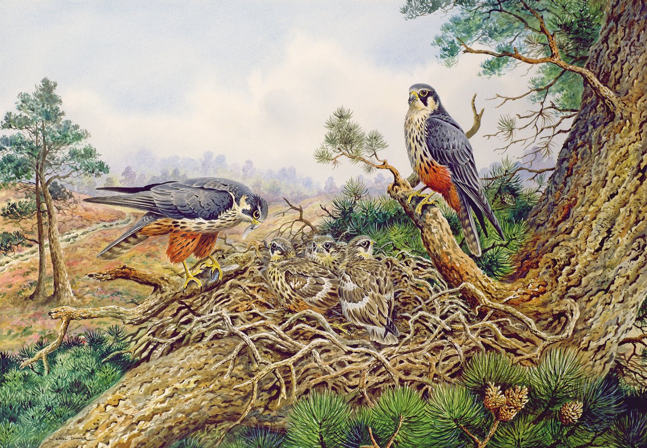 Hobbys an ihrem Nest von Carl Donner