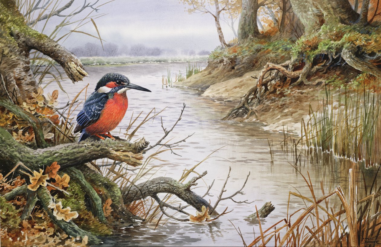 Eisvogel von Carl Donner