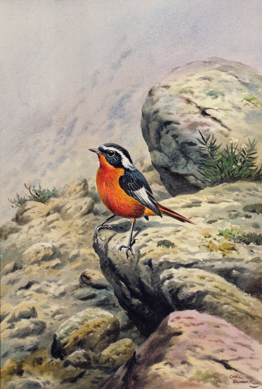 Moussier-Rotschwanz von Carl Donner