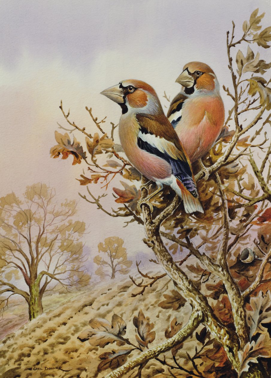 Paar von Buchfinken von Carl Donner