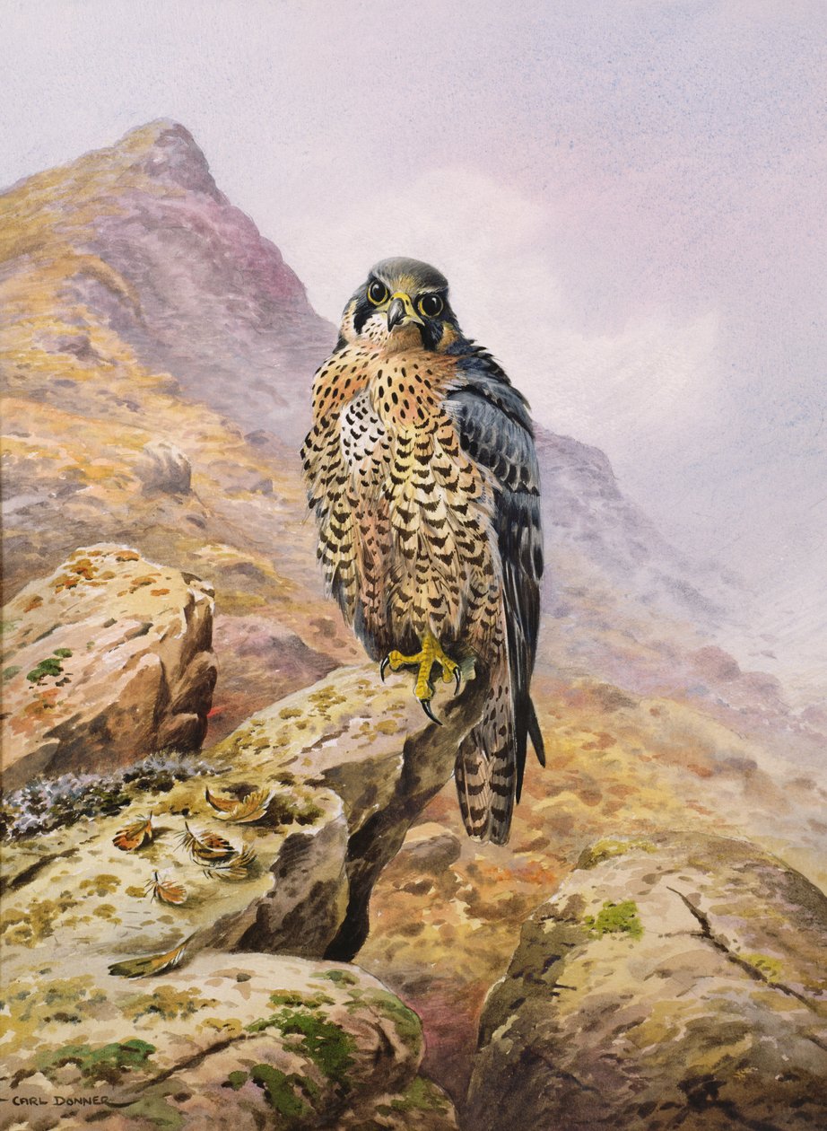 Wanderfalke von Carl Donner