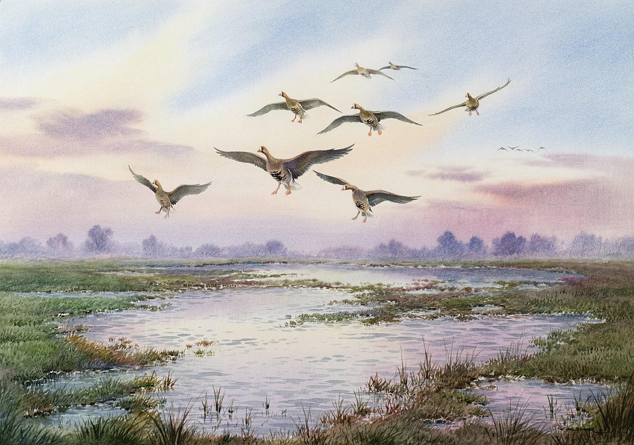 Blässgänse im Landeanflug von Carl Donner