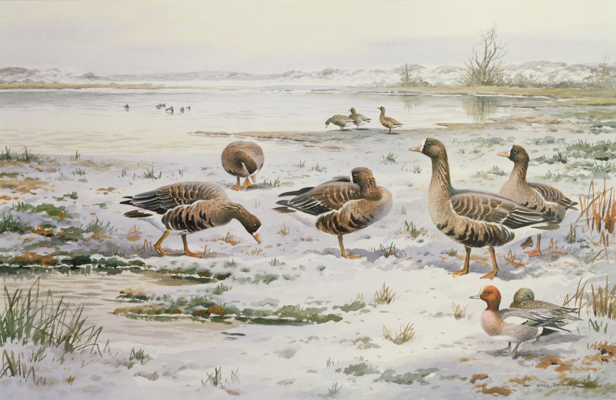 Blässgänse von Carl Donner
