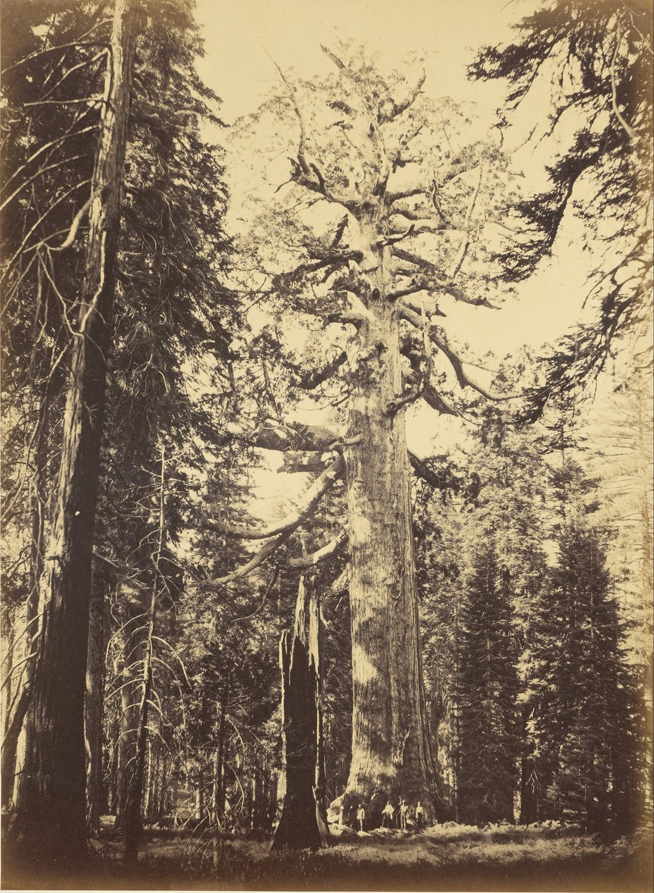 Sequoia Gigantea von Carleton E. Watkins