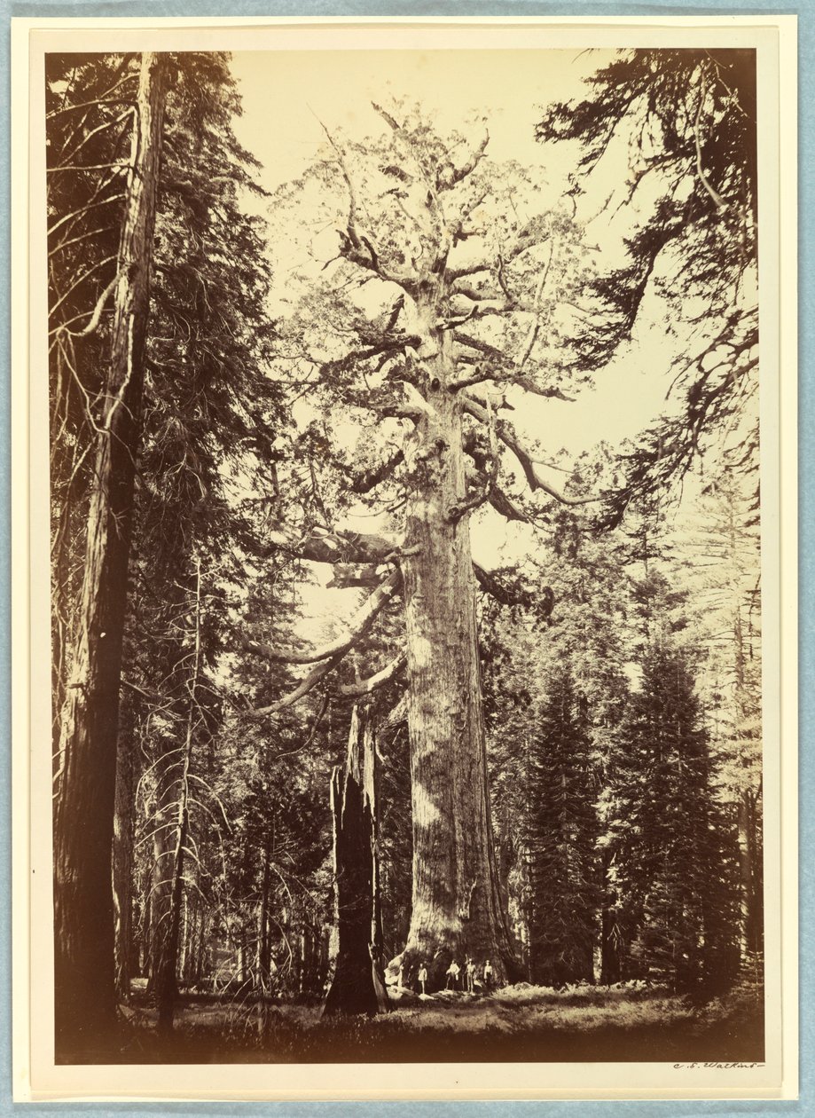 Der Grizzly-Riese, Mariposa Grove, Yosemite von Carleton E. Watkins