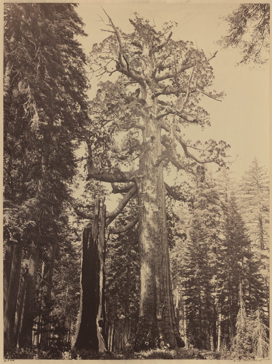 Grizzly-Riese, Mariposa Grove, 1861 von Carleton Emmons Watkins