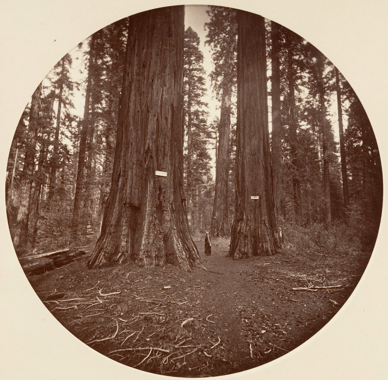 Kein Titel, ca. 1878 von Carleton Emmons Watkins