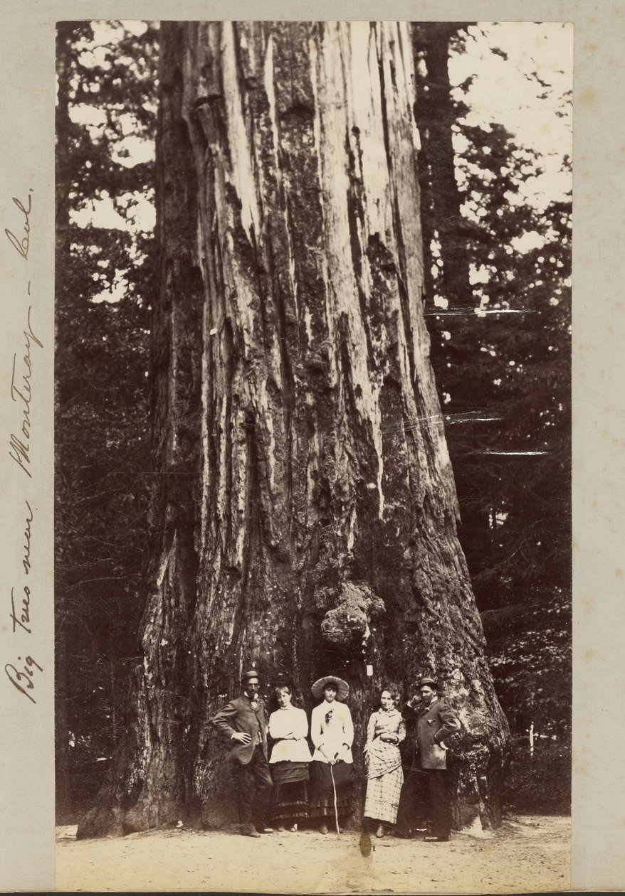 Große Bäume in der Nähe von Monterey - Kalifornien von Carleton Watkins