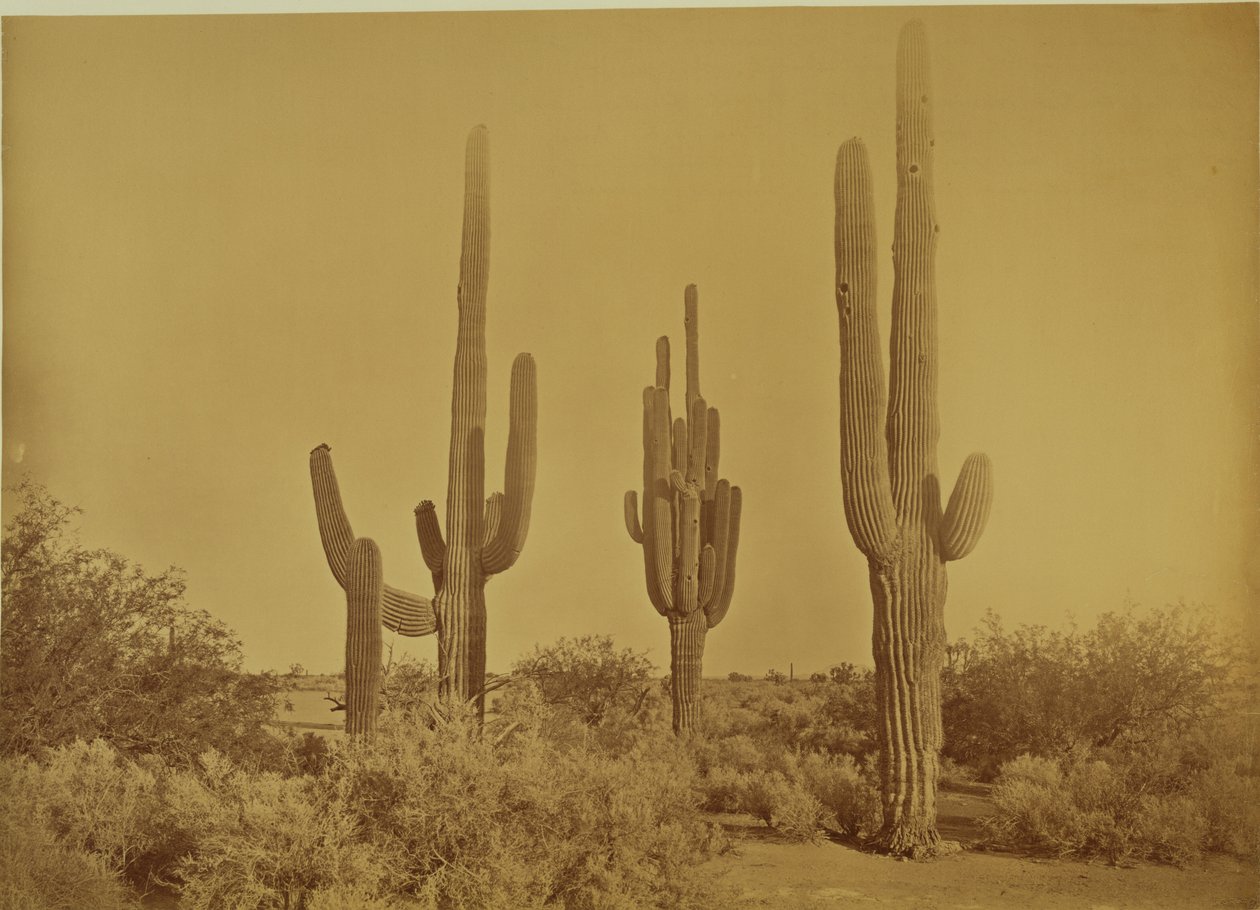 Kaktus, Arizona - Cereus Giganteus von Carleton Watkins