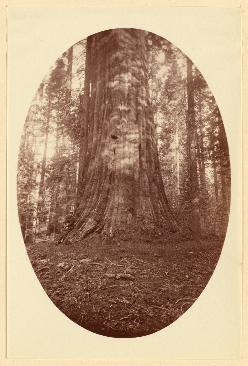 Empire State Calaveras Grove von Carleton Watkins