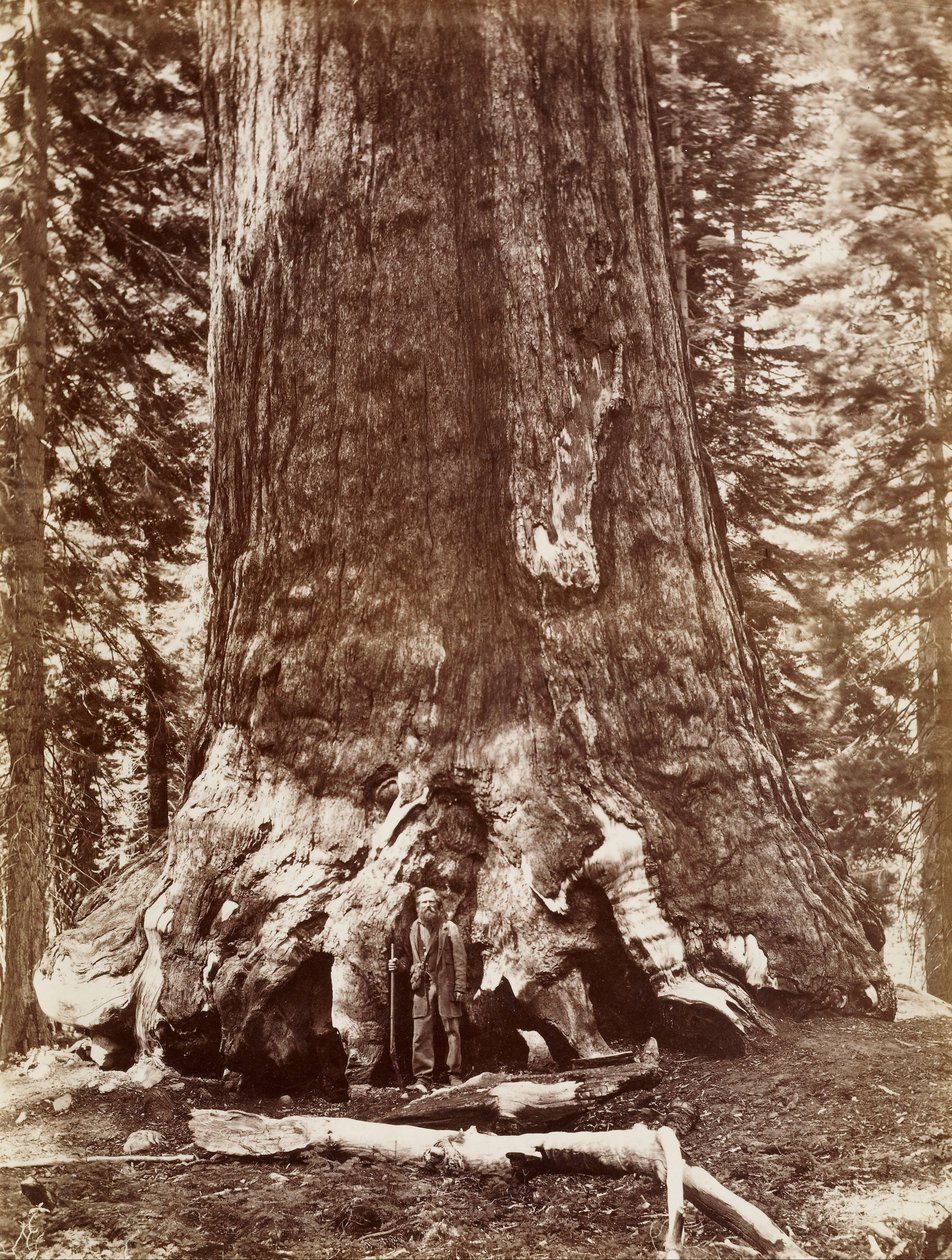 Grizzly Giant Durchmesser 33 Fuß, Mariposa Grove von Carleton Watkins