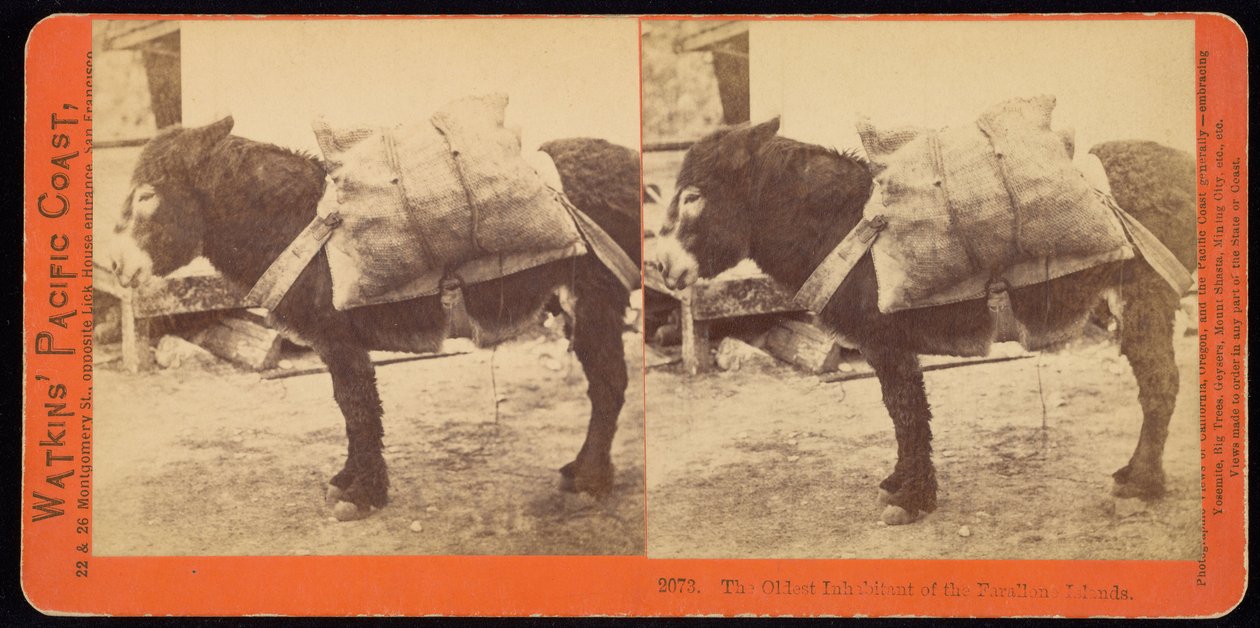 Der älteste Bewohner der Farallone-Inseln von Carleton Watkins