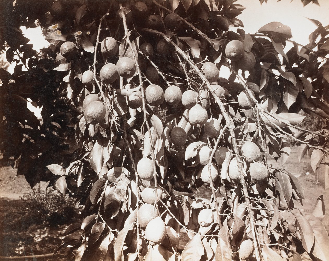 Ohne Titel [Frucht am Baum] von Carleton Watkins