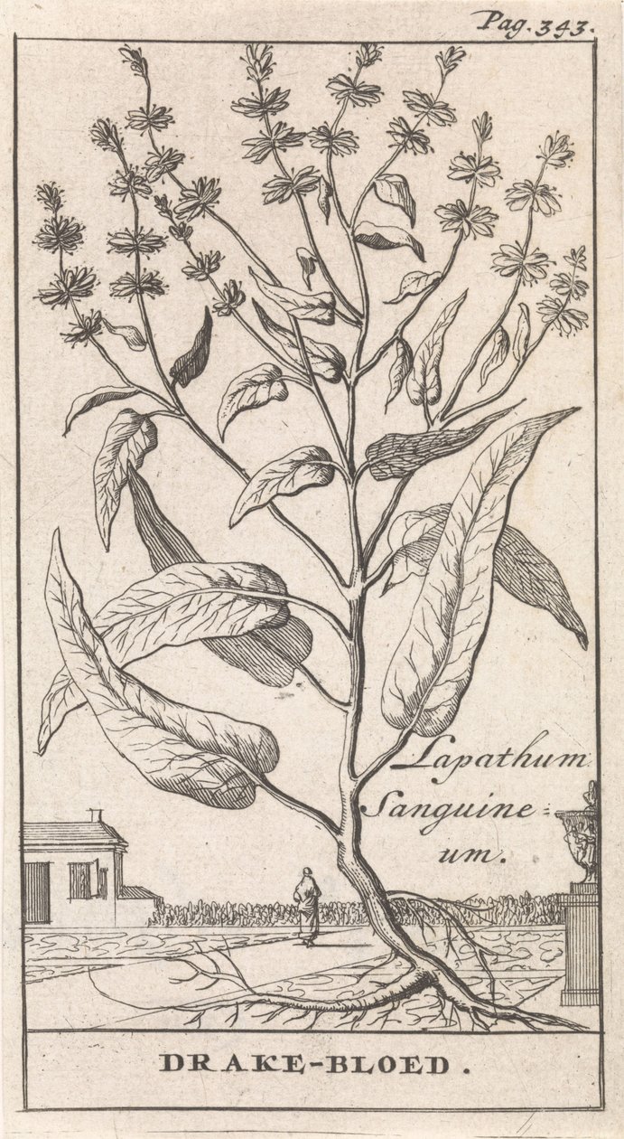 Drachenblut von Caspar Luyken